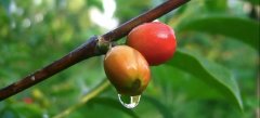 Ethiopia Yega Sheffield Hofsa Cooperative Coffee Bean washing Hovsa Coffee brewing Flavor