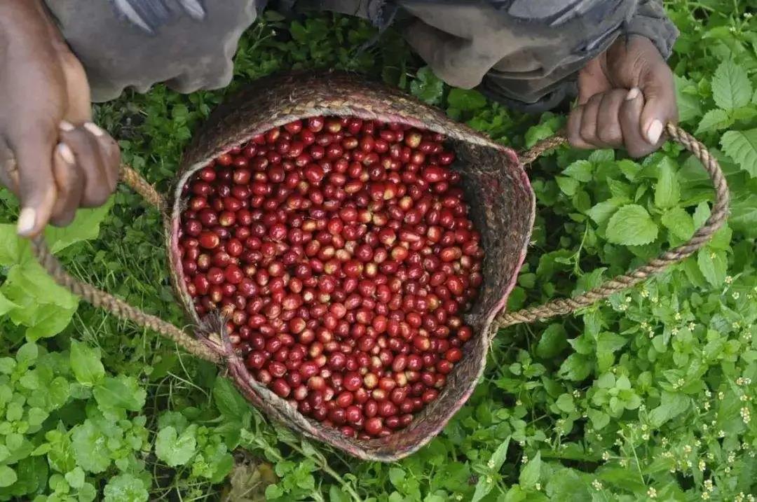 Description of flavor and aroma characteristics of Xidamo Gujiahanbela coffee in Ethiopia
