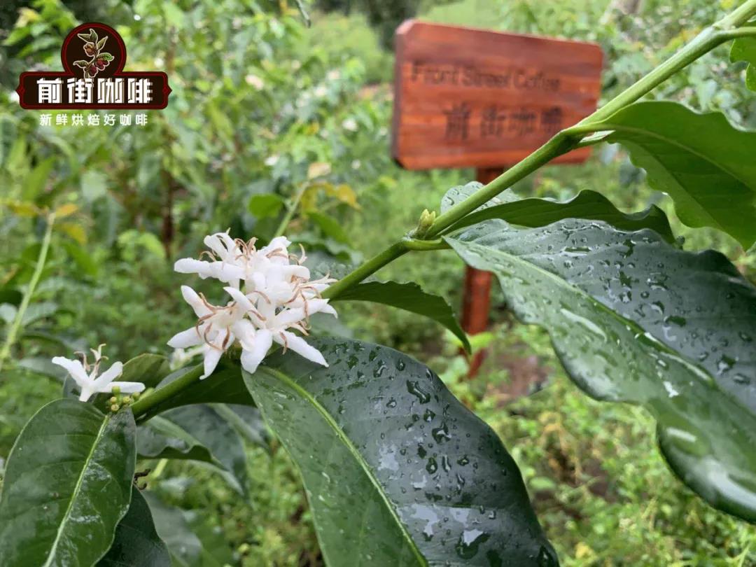 Flavor and taste characteristics of Yunnan small grain coffee variety Katim introduction to the ranking of Yunnan coffee bean producing area