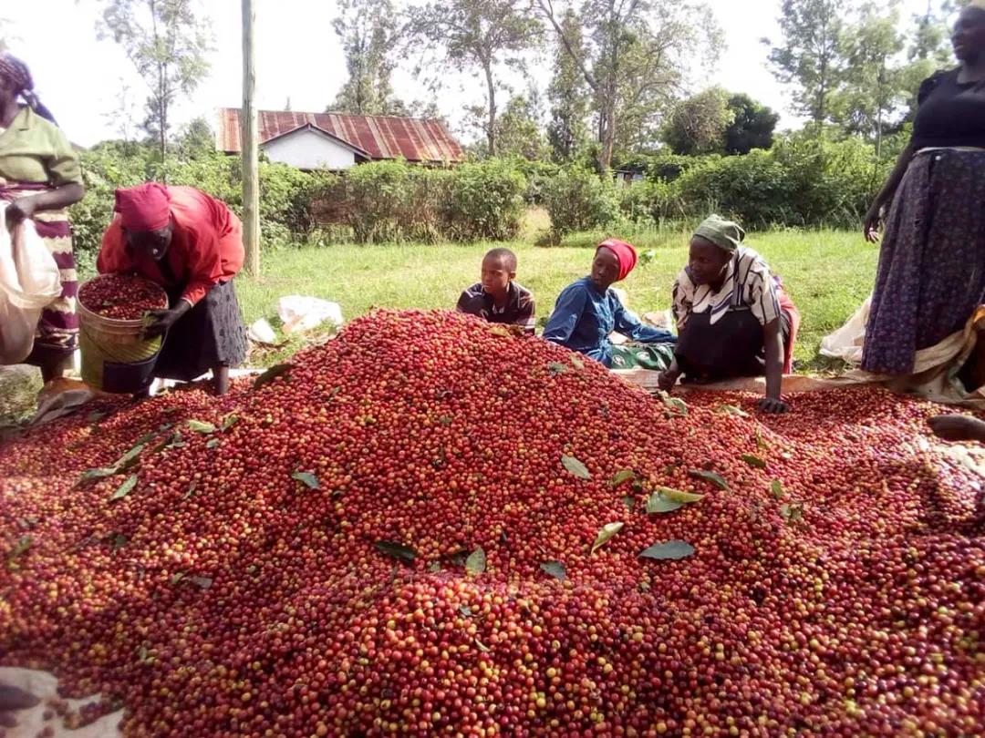 The quality of coffee production in Kenya is low? The government plans to revitalize coffee growers through coffee futures