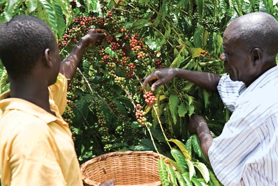 Uganda's coffee exports are not greatly affected by COVID-19. Coffee exports increased by 22% in 2020.