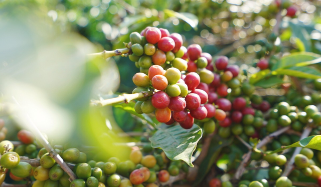 Yunnan Pu'er coffee beans have a bumper harvest this year, and the purchase price has gone up!