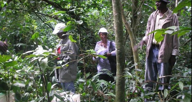 Drought-resistant wild Robsta has been found in Uganda, which is of great help to the cultivation of drought-tolerant coffee varieties.