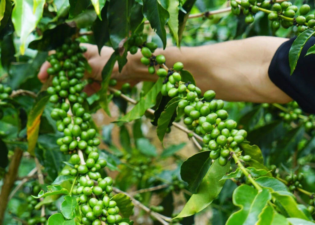 The characteristics and main flavor of Rosa coffee in different producing areas describe where to grow Rosa coffee.