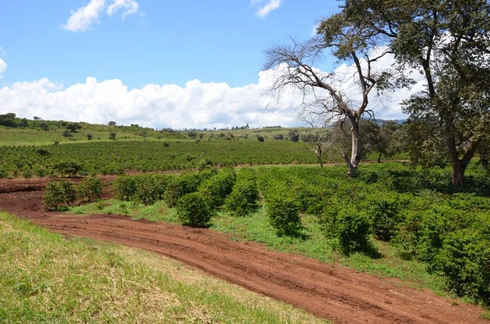 Do you have sun-treated coffee beans in Kenya? Performance of cooking flavor of Kenyan coffee beans treated by sun