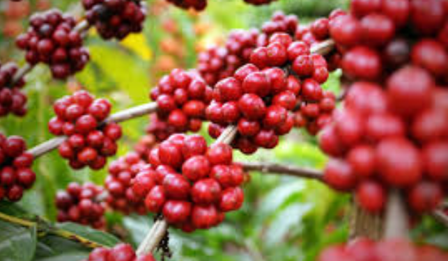 Vietnam Coffee popular Information Vietnam Coffee Export is expected to achieve good results in 2021!