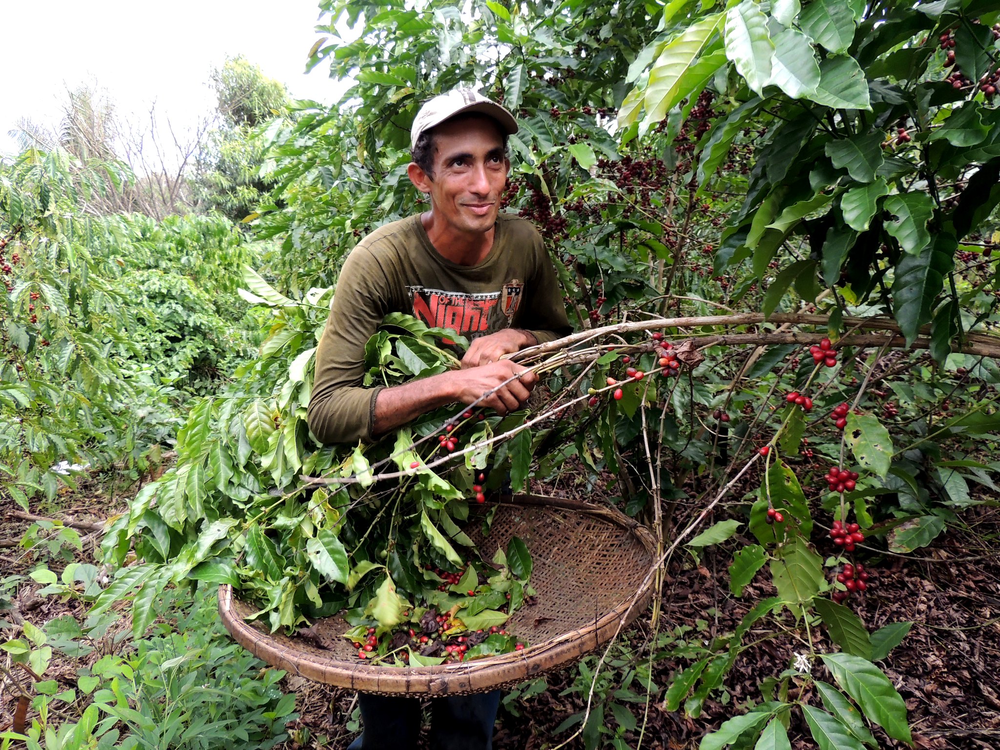 Nicaraguan coffee ripe but no one harvests climate change pressure motivates local workers to choose to emigrate
