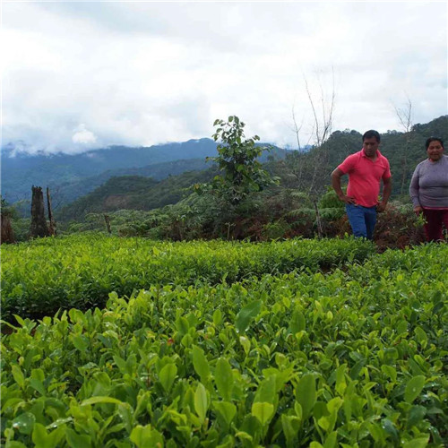 The latest news of Peruvian coffee forced Peruvian farmers to grow coca as the price of Peruvian coffee fell.