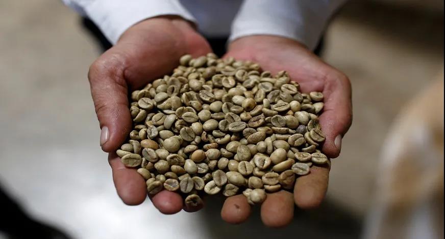 Influenced by global factors, coffee prices in Vietnam rebounded and Robusta supply was tight.