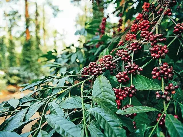 India's coffee bean harvest fell by 2021 in the new season Arabica coffee and Robusta coffee production