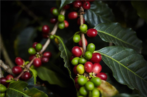 The price of coffee reached its highest level in recent years in February. Economic recovery will halt the strong rise in coffee prices