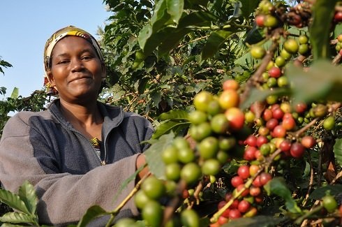 Latest news from coffee producing areas in Kenya transaction volume at auction of Kenyan coffee bean market price rose