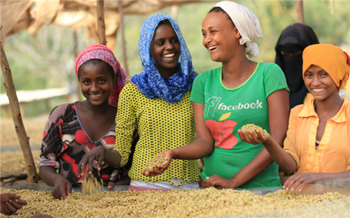 Gender inequality in coffee picking and bean processing in Ethiopian coffee producing areas