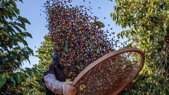 Brazilian boutique coffee producing area information Brazilian coffee production reduction stimulates Arabica coffee price to rise