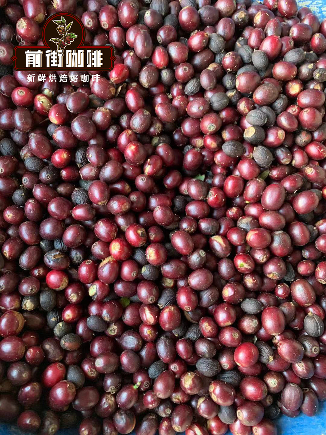 Coffee taste, flavor and difference between Yunnan small-grain coffee iron pickup and katim