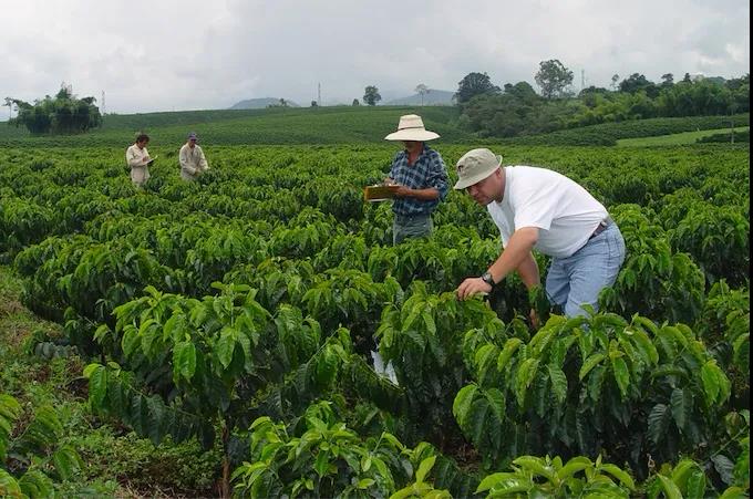 Will the rise in temperature caused by global warming affect the yield and quality of coffee beans in Colombia?