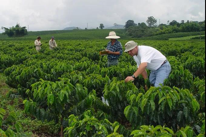 Instability of coffee in Brazil has pushed the futures price of Arabica coffee to its highest level since 2017