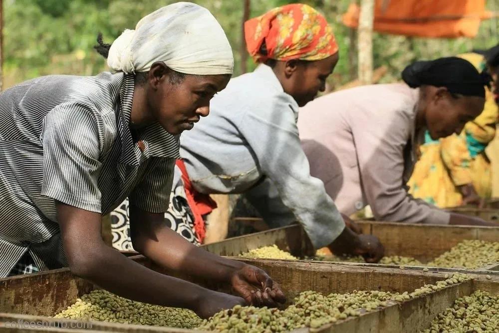 Climate change affects the yield and quality of Ethiopia's Yega Xuefei boutique coffee beans
