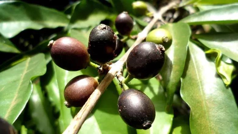 New wild coffee varieties found in Africa Arabica coffee varieties are expected to improve their high temperature resistance.