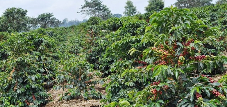 Annual output of Kenyan coffee the Kenyan coffee industry is showing signs of continuous decline