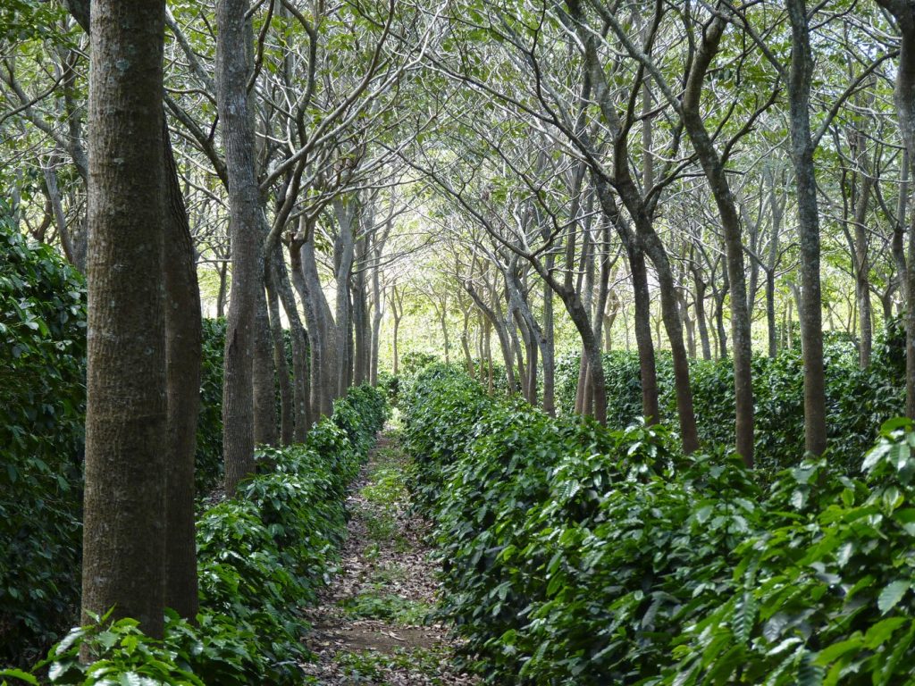 What is the influence of The Shade Catalog agroforestry management on coffee planting industry