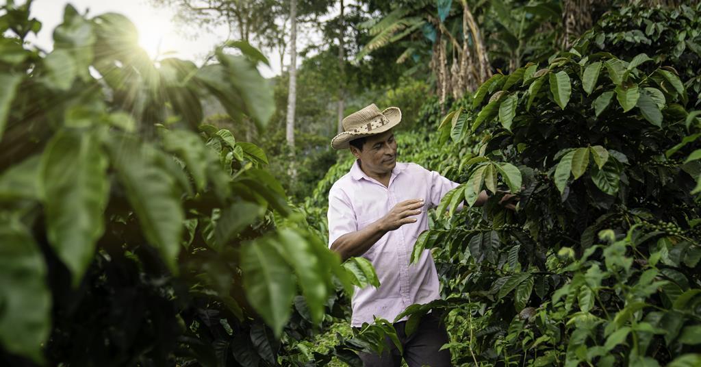 Colombian coffee what impact will global warming have on the Colombian coffee industry