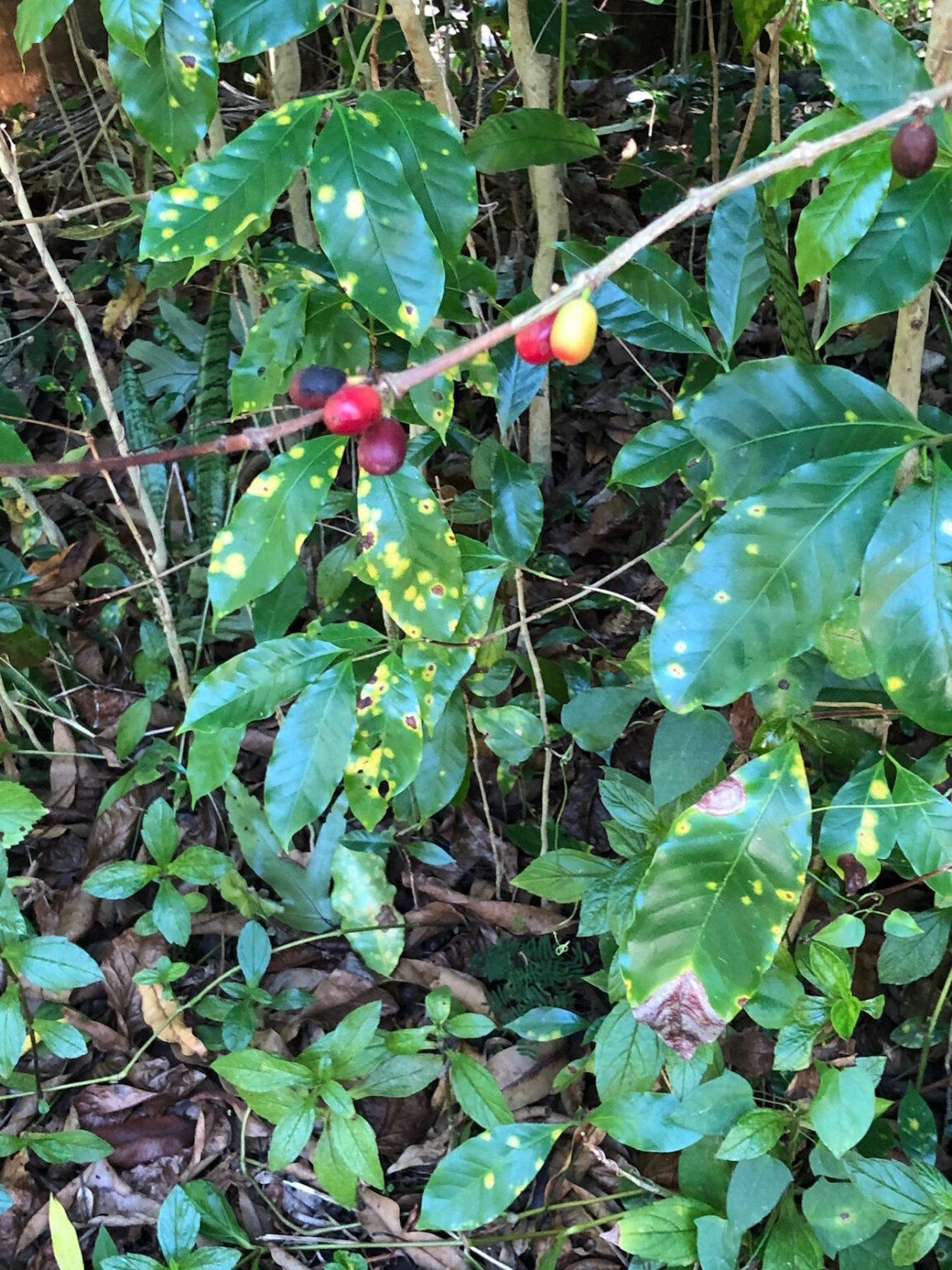 Coffee leaf rust the annual meeting of the Hawaiian Coffee Association will be held soon to solve the problem of coffee leaf rust.