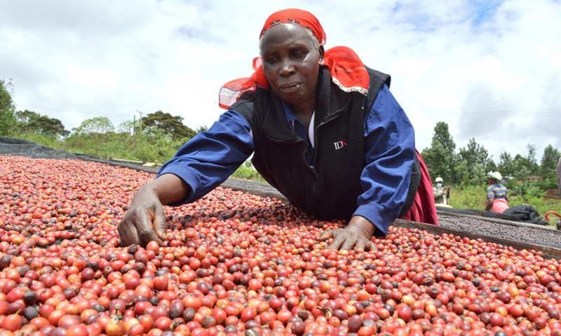 Coffee prices soar, Kenyan farmers may be reborn