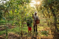 Ethiopian pastoral coffee cultivation system coffee bean cultivation system distributed in Ethiopia