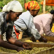A brief introduction to the boutique coffee producing areas in Ethiopia-Lim 04