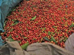 Ethiopian coffee·bulk commercial bean producing area: Eruba 07