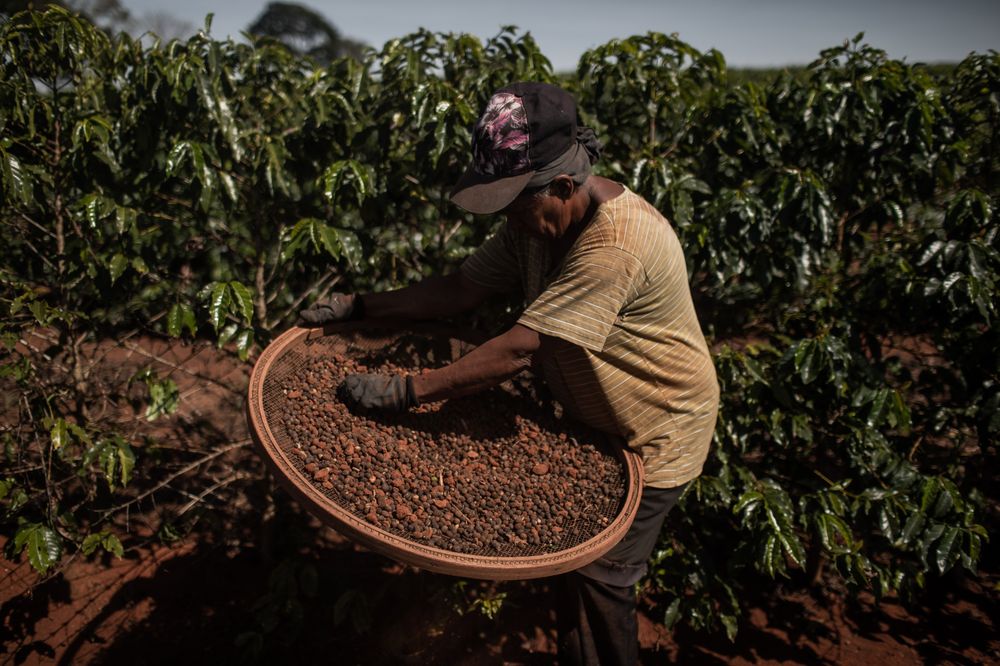 Brazilian coffee production will be reduced due to drought in Brazilian coffee producing areas.