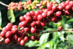 Brazil coffee production ranks first in the world when there is a long drought in Brazil coffee producing areas.