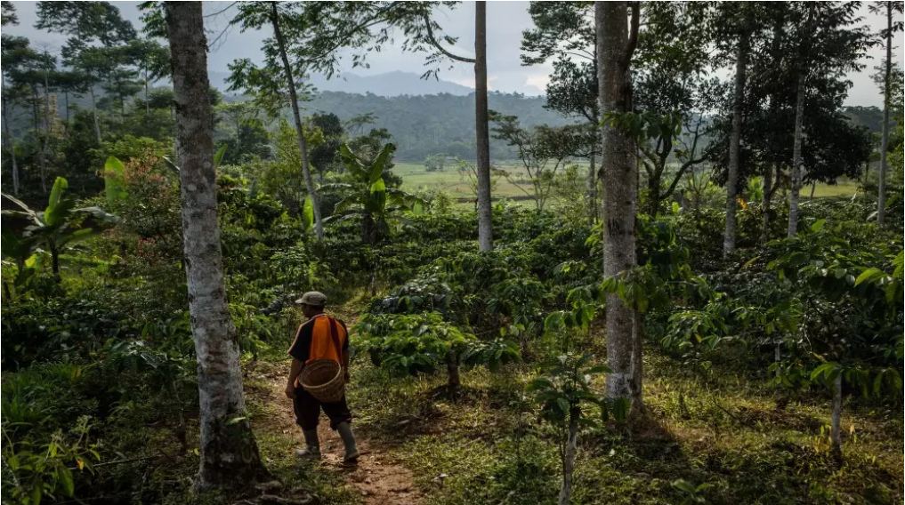 New Therapy for Coffee Leaf Rust in Ethiopia Coffee prices in Ethiopia