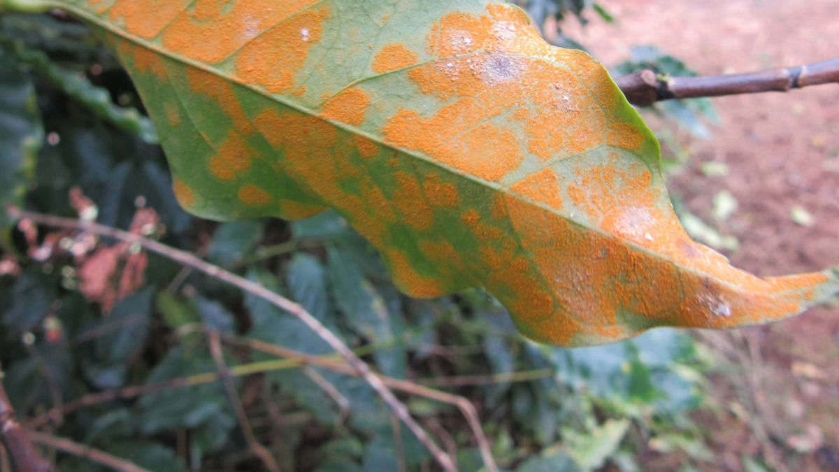 Coffee leaf rust may be able to suppress KONA coffee EPA emergency approval of fungicides