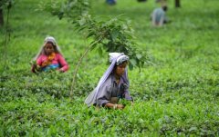 What are the flavor characteristics of Darjeeling, Assam, Qimen and Ceylon black tea?