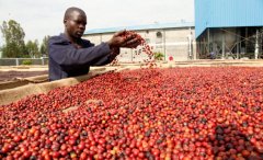 Kenya Coffee producing area Information Kenya Coffee Industry ushered in New opportunities Coffee Bill 2020 passed