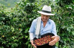 Colombian coffee prices rise due to tight supply of Colombian caffeine