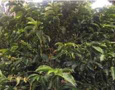 Colombian Coffee Variety-Cattulachi Rosso you've never heard of!