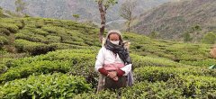 The growers of Darjeeling black tea plantation in India are becoming organic.