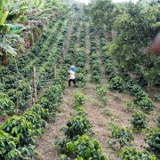 The negative impact of the fluctuation of Futures Price in Coffee Bean Market on the Coffee Industry chain