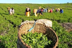 Low yield of first-harvest tea may reduce supply of quality black tea in Darjeeling