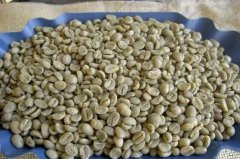 What are the advantages of the growth of Panamanian coffee beans? what are the other estates except the Emerald Manor?