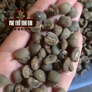 The Development and Flavor characteristics of Arabica variant Coffee Bean what is the New World of Elephant Bean?