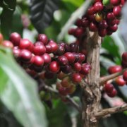 What are the most expensive coffee beans in the world? The story behind the high price and the characteristics of flavor and taste