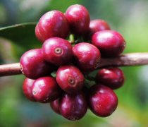 Bench Maji Guixia Village Story| Gori Rose Summer Rose Summer 1931 Iruba Coffee Bean Variety Introduction