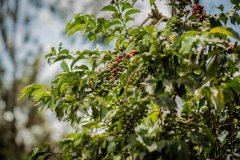 Kenya Coffee Bean Fruit acquisition and Refining processing Mode | description of SL28 and SL34 flavor and taste