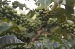 Flavor and taste characteristics of historical stories of Kenyan coffee varieties SL28 and SL34 Rui Lu 11 coffee beans
