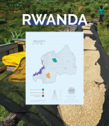 Rwandan coffee beans taste characteristics| History of Rwandan Coffee Varieties and Their Harvesting