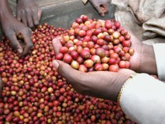Two washing methods for Burundi coffee beans Burundi coffee processing station story and flow